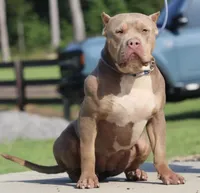 Ms.Gin, a female American Bully for sale in West Palm Beach, FL – Photo 1 of 8