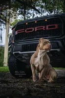 Ms.Gin, a female American Bully for sale in West Palm Beach, FL – Photo 4 of 8