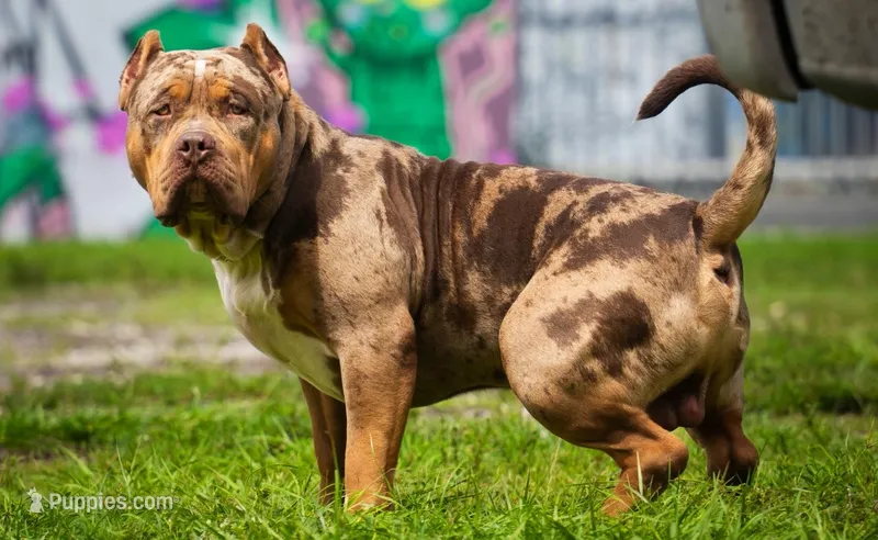 Buddha – American Bully puppy for sale in West Palm Beach, FL