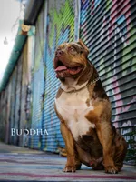 Buddha, a male American Bully for sale in West Palm Beach, FL – Photo 5 of 5