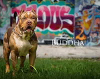 Buddha, a male American Bully for sale in West Palm Beach, FL – Photo 2 of 5
