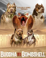 Buddha, a male American Bully for sale in West Palm Beach, FL – Photo 4 of 5