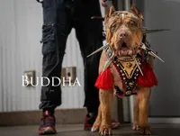 Buddha, a male American Bully for sale in West Palm Beach, FL – Photo 3 of 5