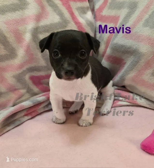 Mavis- TRT – Rat Terrier puppy for sale in Milaca, MN