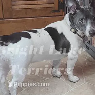 Mavis- TRT, a female Rat Terrier for sale in Milaca, MN – Photo 3 of 4