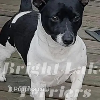 Mavis- TRT, a female Rat Terrier for sale in Milaca, MN – Photo 4 of 4