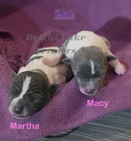 Girl- TRT, a female Rat Terrier for sale in Milaca, MN – Photo 2 of 6