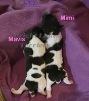 Girl- TRT, a female Rat Terrier for sale in Milaca, MN – Photo 4 of 6