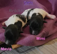 Girl- TRT, a female Rat Terrier for sale in Milaca, MN – Photo 1 of 6