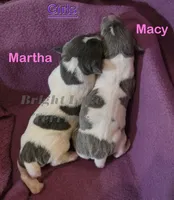 Girl- TRT, a female Rat Terrier for sale in Milaca, MN – Photo 3 of 6