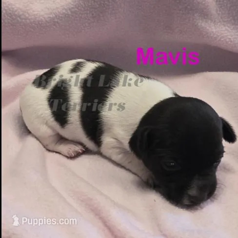 Blk/White- Mavis