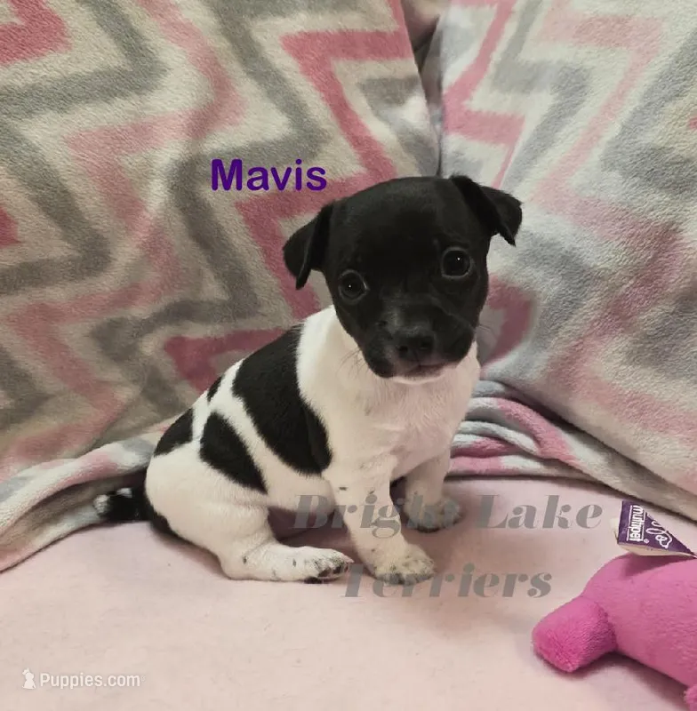 Blk/White- Mavis – Teddy Roosevelt Terrier puppy for sale in Milaca, MN