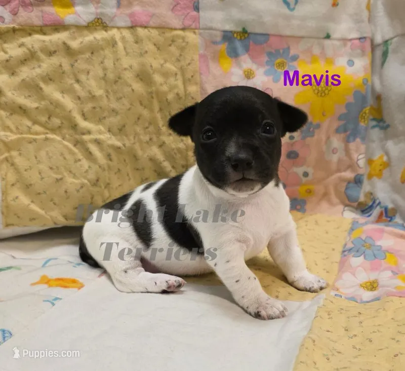 Blk/White- Mavis