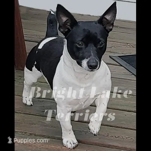 Blk/White- Mavis, a female Teddy Roosevelt Terrier for sale in Milaca, MN – Photo 4 of 4