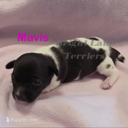 Blk/White- Mavis, a female Teddy Roosevelt Terrier for sale in Milaca, MN – Photo 2 of 4