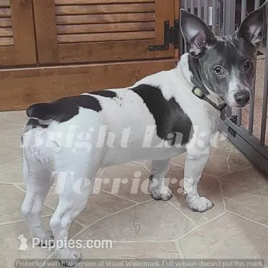 Blk/White- Mavis, a female Teddy Roosevelt Terrier for sale in Milaca, MN – Photo 3 of 4