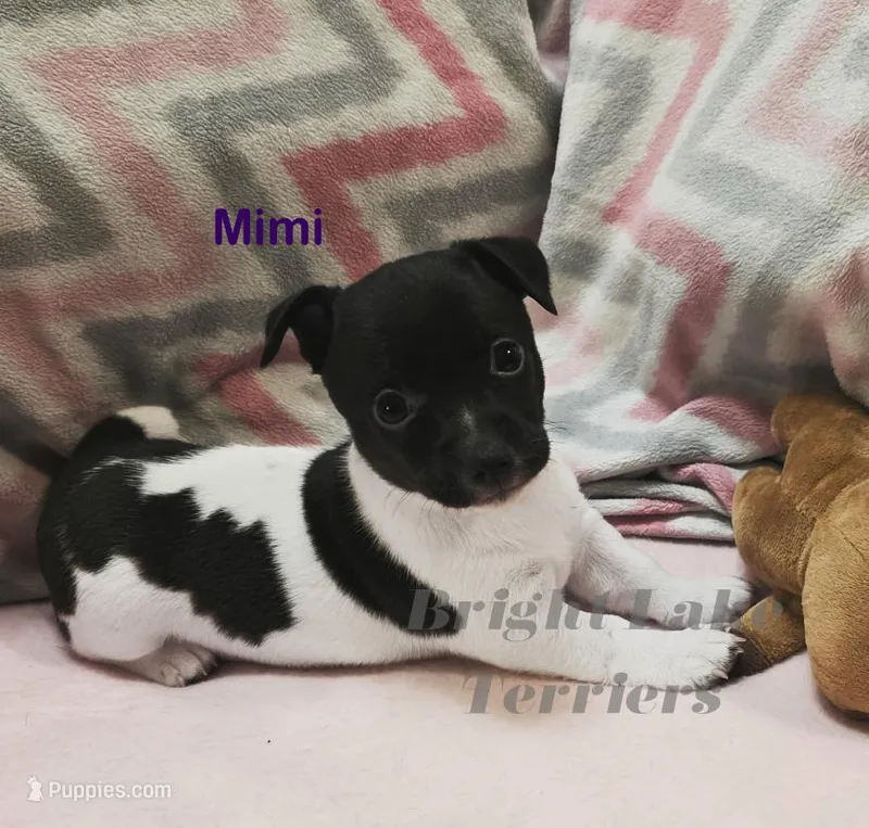Blk/White- Mimi – Teddy Roosevelt Terrier puppy for sale in Milaca, MN