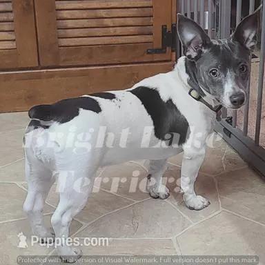 Blk/White- Mimi, a female Teddy Roosevelt Terrier for sale in Milaca, MN – Photo 3 of 4