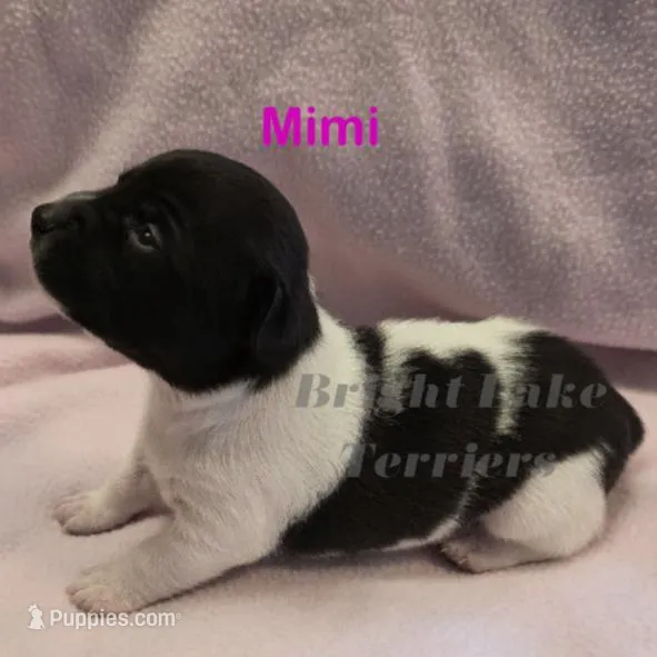 Blk/White- Mimi, a female Teddy Roosevelt Terrier for sale in Milaca, MN – Photo 2 of 4
