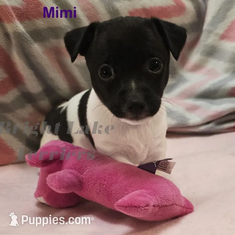 Mimi- TRT – Rat Terrier puppy for sale in Milaca, MN