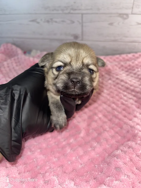 Female #2 – Maltese, Shih Tzu puppy for sale in Naperville, IL