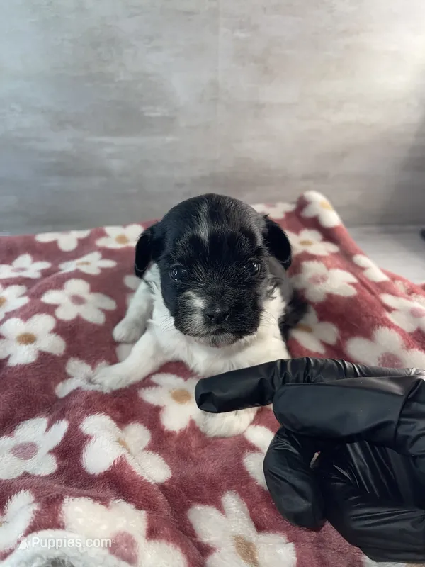 Female #1 – Maltese, Shih Tzu puppy for sale in Naperville, IL