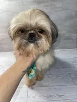 Boy #1, a male Shih Tzu for sale in Naperville, IL – 7 of 7