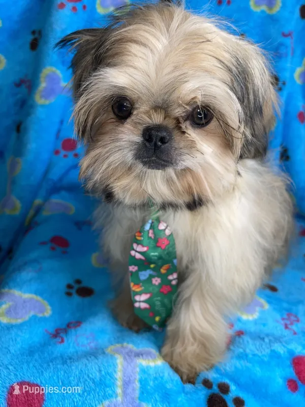 Boy #2 – Shih Tzu puppy for sale in Naperville, IL