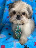 Boy #2, a male Shih Tzu for sale in Naperville, IL – Photo 1 of 10