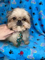 Boy #2, a male Shih Tzu for sale in Naperville, IL – Photo 5 of 10