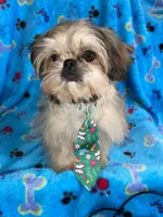 Boy #2, a male Shih Tzu for sale in Naperville, IL – Photo 7 of 10