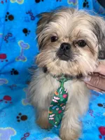 Boy #2, a male Shih Tzu for sale in Naperville, IL – Photo 8 of 10