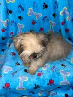 Boy #2, a male Shih Tzu for sale in Naperville, IL – Photo 3 of 10