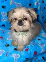 Boy #2, a male Shih Tzu for sale in Naperville, IL – Photo 9 of 10