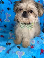 Boy #2, a male Shih Tzu for sale in Naperville, IL – Photo 4 of 10