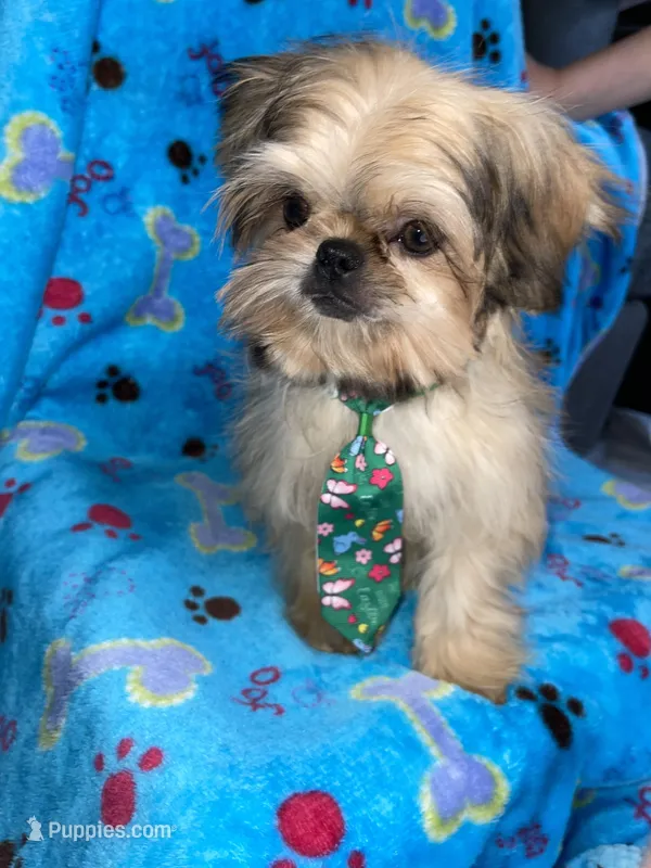 Boy #2 – Shih Tzu puppy for sale in Naperville, IL