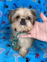 Boy #2, a male Shih Tzu for sale in Naperville, IL – Photo 6 of 10