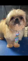 Boy #1, a male Shih Tzu for sale in Naperville, IL – 3 of 6
