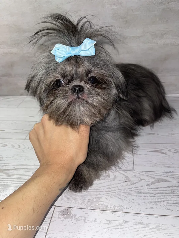 Girl#2 – Shih Tzu puppy for sale in Naperville, IL