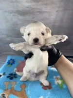 Male #3, a male Maltese and Shih Tzu for sale in Naperville, IL – 3 of 10
