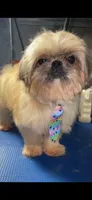 Boy #1, a male Shih Tzu for sale in Naperville, IL – 5 of 6