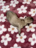 Female #2, a female Maltese and Shih Tzu for sale in Naperville, IL – 6 of 10