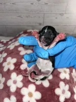 Female #1, a female Maltese and Shih Tzu for sale in Naperville, IL – 8 of 10