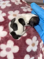 Female #3, a female Maltese and Shih Tzu for sale in Naperville, IL – 9 of 9
