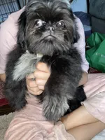 Boy #1, a male Shih Tzu for sale in Naperville, IL – Photo 5 of 10
