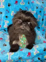 Boy #1, a male Shih Tzu for sale in Naperville, IL – Photo 8 of 10