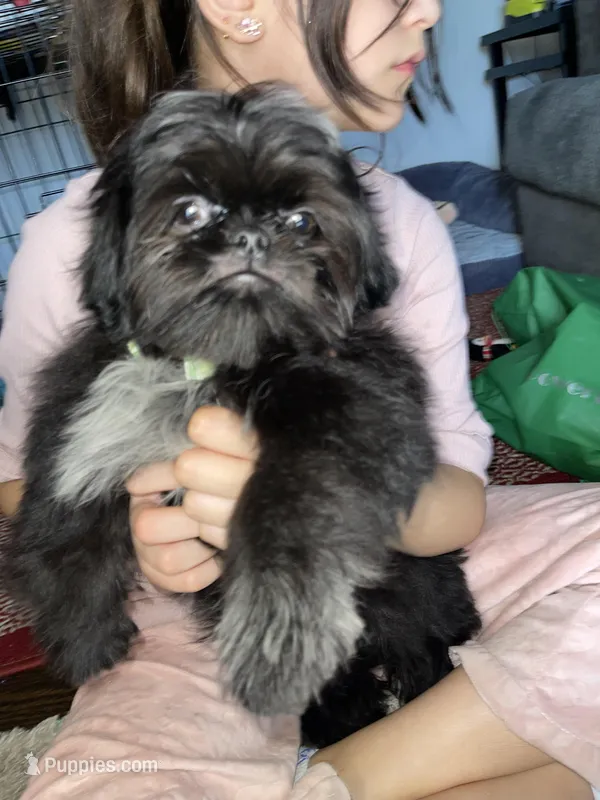 Boy #1 – Shih Tzu puppy for sale in Naperville, IL