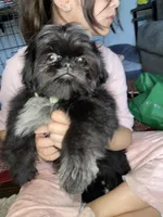 Boy #1, a male Shih Tzu for sale in Naperville, IL – Photo 3 of 10