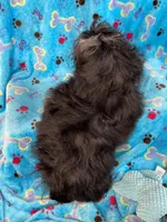 Boy #1, a male Shih Tzu for sale in Naperville, IL – Photo 4 of 10