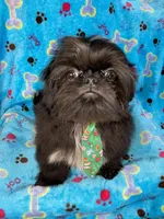 Boy #1, a male Shih Tzu for sale in Naperville, IL – Photo 10 of 10